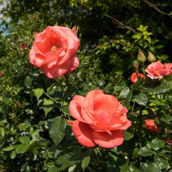 Rosa 'Marmalade Skies™' (276538)