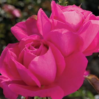 Rosa 'Miss All-American Beauty' (276540)