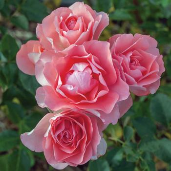 Rosa 'Passionate Kisses®' (276546)