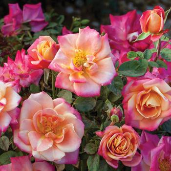 Rosa 'Polynesian Punch™' (276550)