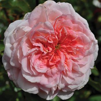 Rosa Sunbelt® 'Savannah™' (276565)