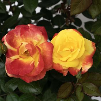 Rosa Sunbelt® 'Garden Flame™' (276570)