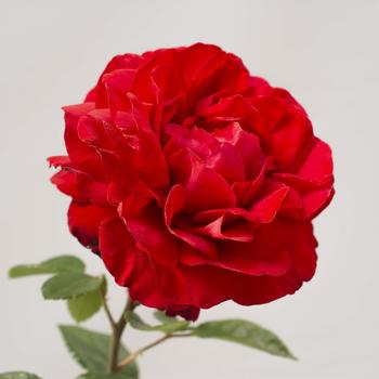 Rosa 'Tiamo™' (276576)