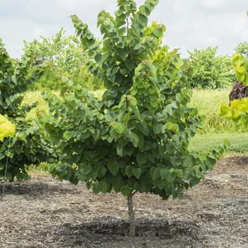 Cercis canadensis Garden Gems® 'Emerald'