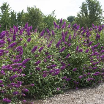 Buddleia davidii 'RoyalRazz™' (276587)