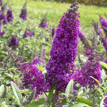 Buddleia davidii 'SRPbudroy' PP33161