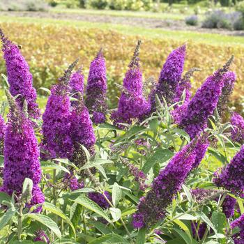 Buddleia davidii 'RoyalRazz™' (276589)