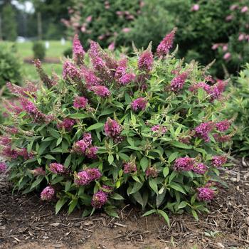 Buddleia davidii Dapper® '' (276590)