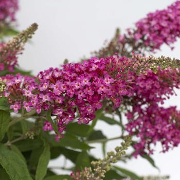 Buddleia davidii Dapper® '' (276591)