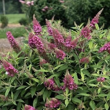 Buddleia davidii 'Condappin' PP35922