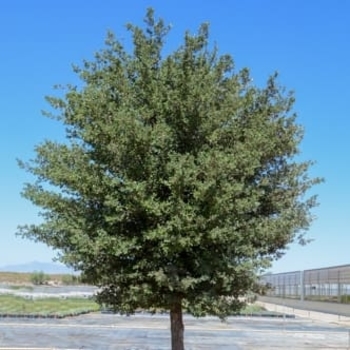 Quercus fusiformis 'Joan Lionetti' PP 27,646