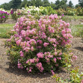 Lagerstroemia indica Bellini® 'Guava' (276596)