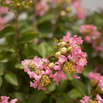 Lagerstroemia indica 'Bellaggua' PP33482