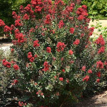 Lagerstroemia 'Enduring Red' (276598)