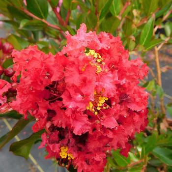 Lagerstroemia 'Enduring Red' (276600)