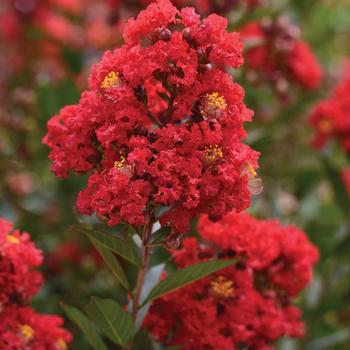 Lagerstroemia 'Enduring Red' (276601)