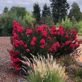 Lagerstroemia 'PiiLAG B5' PP25476