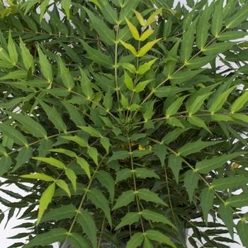 Mahonia 'Funky Flow™' (276603)