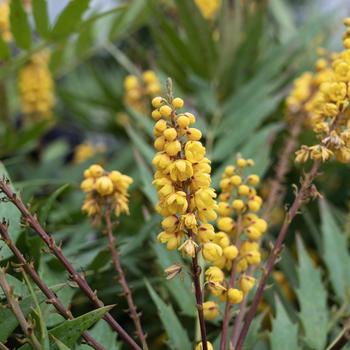 Mahonia 'NCMH1' PP34442