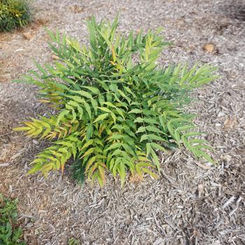 Mahonia 'Funky Flow™' (276606)