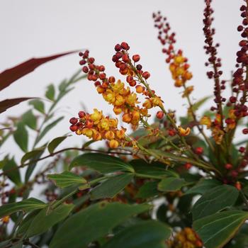 Mahonia 'NCMH2' PP34443