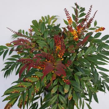 Mahonia 'Groovy Glow™' (276609)