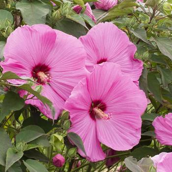 Hibiscus moscheutos Head Over Heels® 'Adore' (276612)