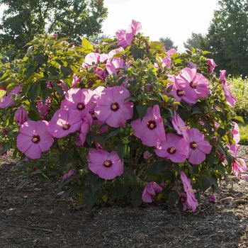 Hibiscus moscheutos 'RutHib3' PP32883