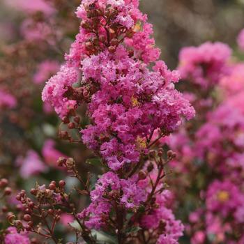 Lagerstroemia 'Enduring Lavender' (276614)