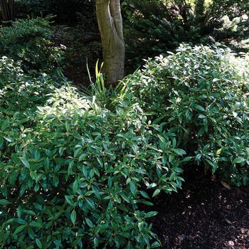 Viburnum 'Moonlit Lace®' (276615)