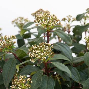 Viburnum 'sPg-3-024' PPAF