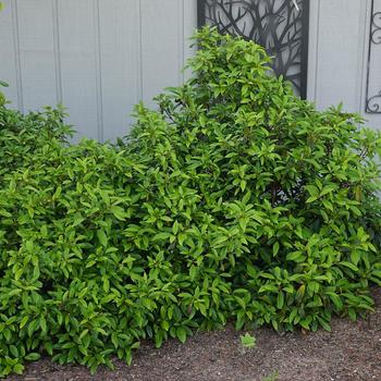 Viburnum 'Moonlit Lace®' (276618)