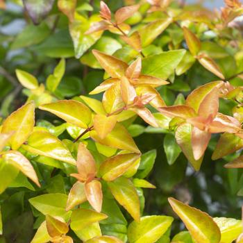 Abelia 'Peach Perfection®' (276619)