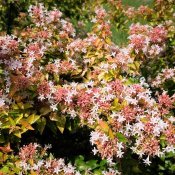 Abelia 'Peach Perfection®' (276620)