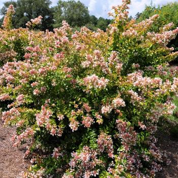 Abelia 'Peach Perfection®'