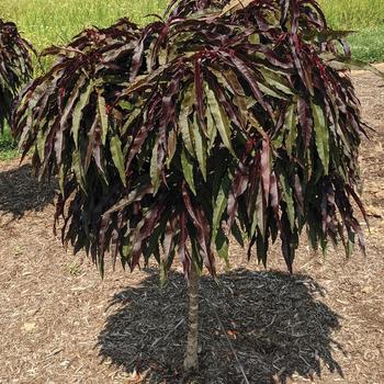 Prunus persica 'Ruby Ruffle®' (276623)