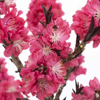 Prunus persica 'Ruby Ruffle®' (276625)