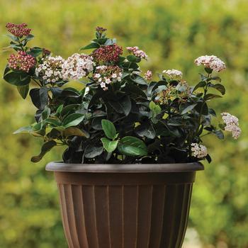 Viburnum tinus 'Shades of Pink' (276626)