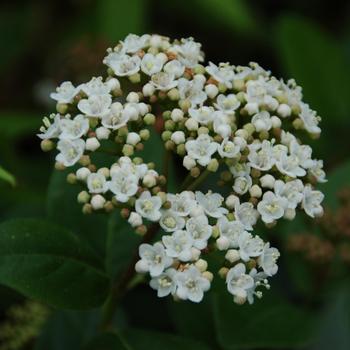 Viburnum tinus 'Shades of Pink' (276627)