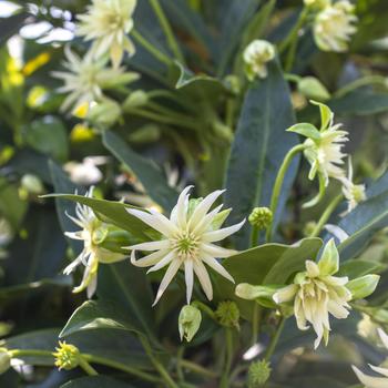 Illicium 'NCIH2' PP29938