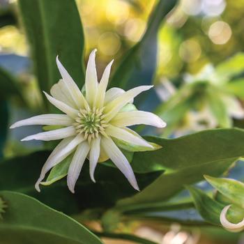 Illicium 'Star Flower Orion™' (276629)