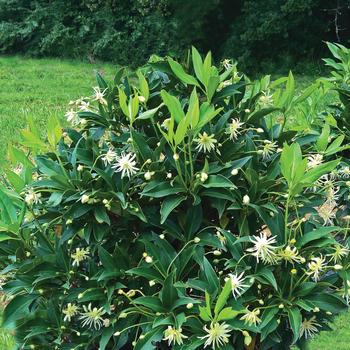 Illicium 'Star Flower Orion™' (276630)