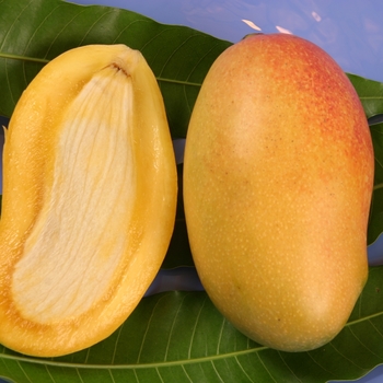 Mangifera indica 'Valencia Pride' 