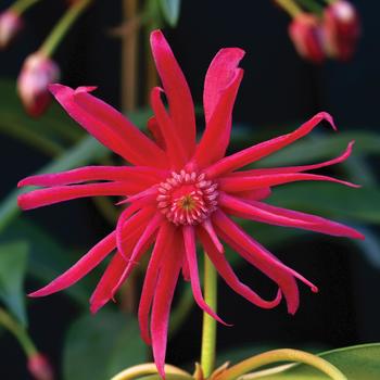 Illicium 'Star Flower Scorpio™' (276637)