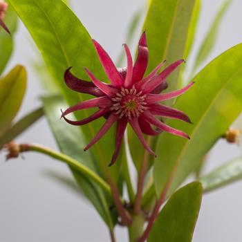 Illicium 'Star Flower Scorpio™' (276638)