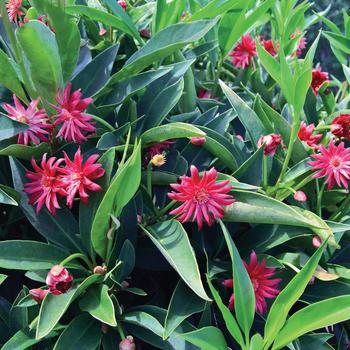 Illicium 'NCIH1' PP29939