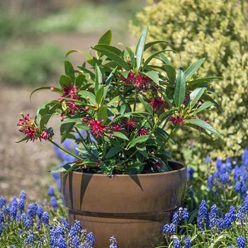 Illicium 'Star Flower Scorpio™' (276640)