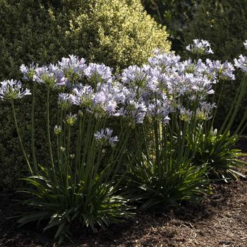 Agapanthus praecox 'Barley Blue' 