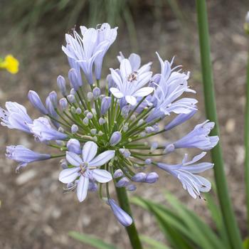 Agapanthus praecox Straight A® 'Barley Blue' (276642)