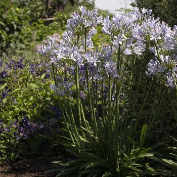 Agapanthus praecox Straight A® 'Barley Blue' (276643)